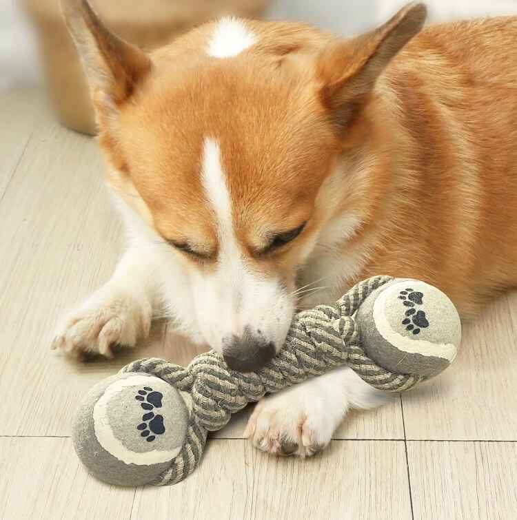 pet toy
